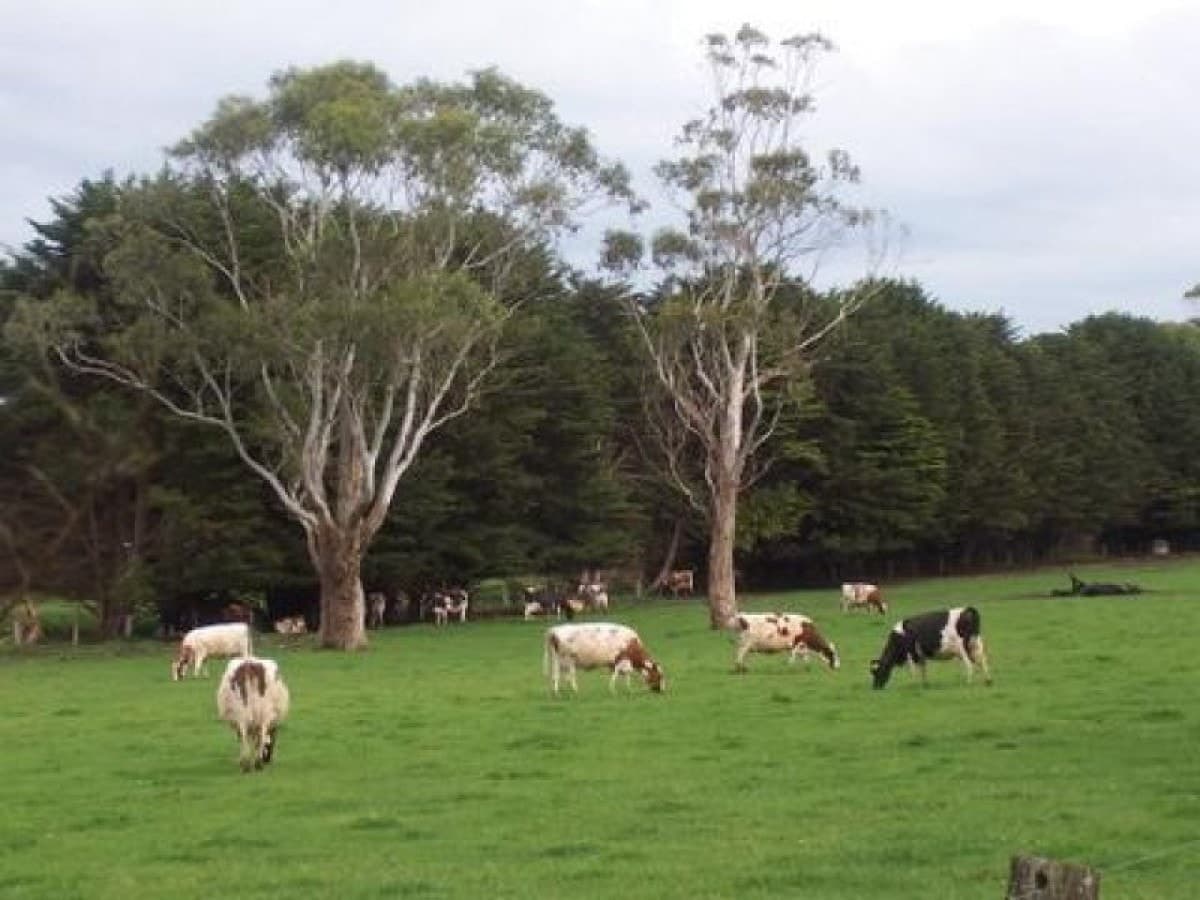 370 Swan Marsh Irrewillipe Road, Colac, VIC, Colac - Thumbnail 3
