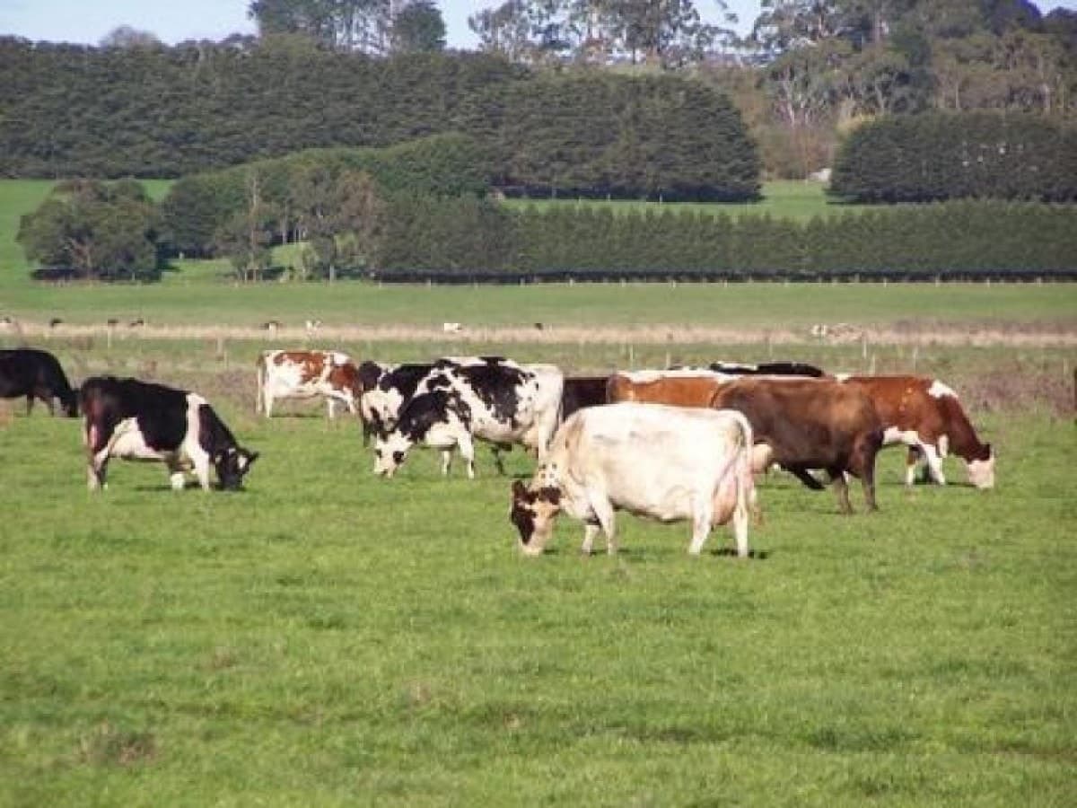 370 Swan Marsh Irrewillipe Road, Colac, VIC, Colac - Thumbnail 7
