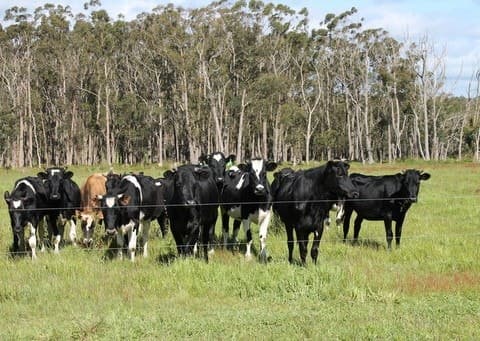 1745 Colac-Timboon Road, Irrewillipe, VIC, Irrewillipe - Thumbnail 7