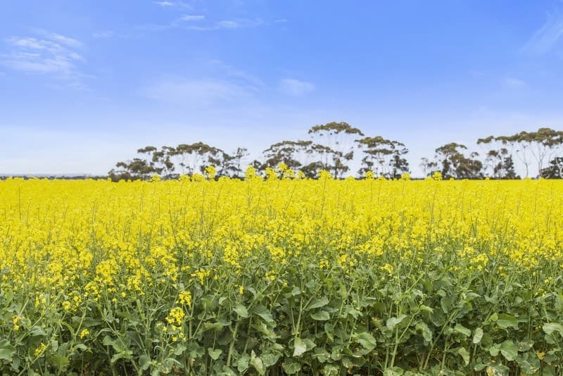 7520 Hamilton Highway, Berrybank, VIC, Berrybank - Thumbnail 5