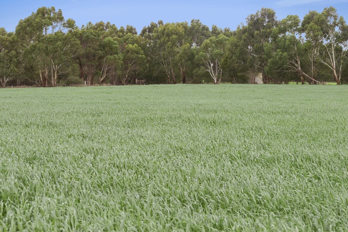 15 Station Road, Pirron Yallock, VIC, Pirron Yallock - Thumbnail 3