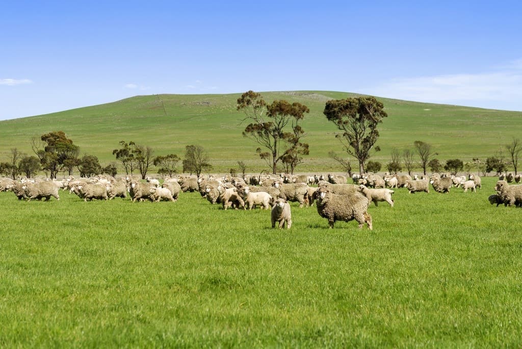 Lismore Skipton Road, Skipton, VIC, Skipton - Image 1