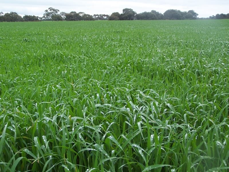 Rokewood-Meadows Road, Rokewood, VIC, Rokewood - Image 1