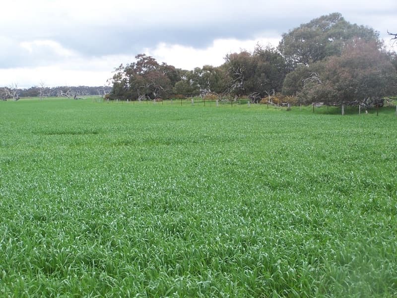 Rokewood-Meadows Road, Rokewood, VIC, Rokewood - Thumbnail 3