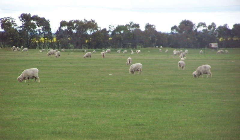 Rokewood-Meadows Road, Rokewood, VIC, Rokewood - Thumbnail 6