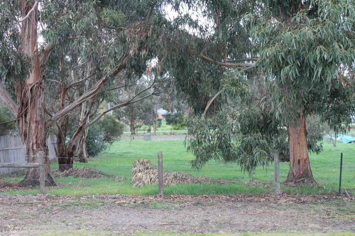 19 Hopkins Street, Birregurra, VIC, Birregurra - Thumbnail 3