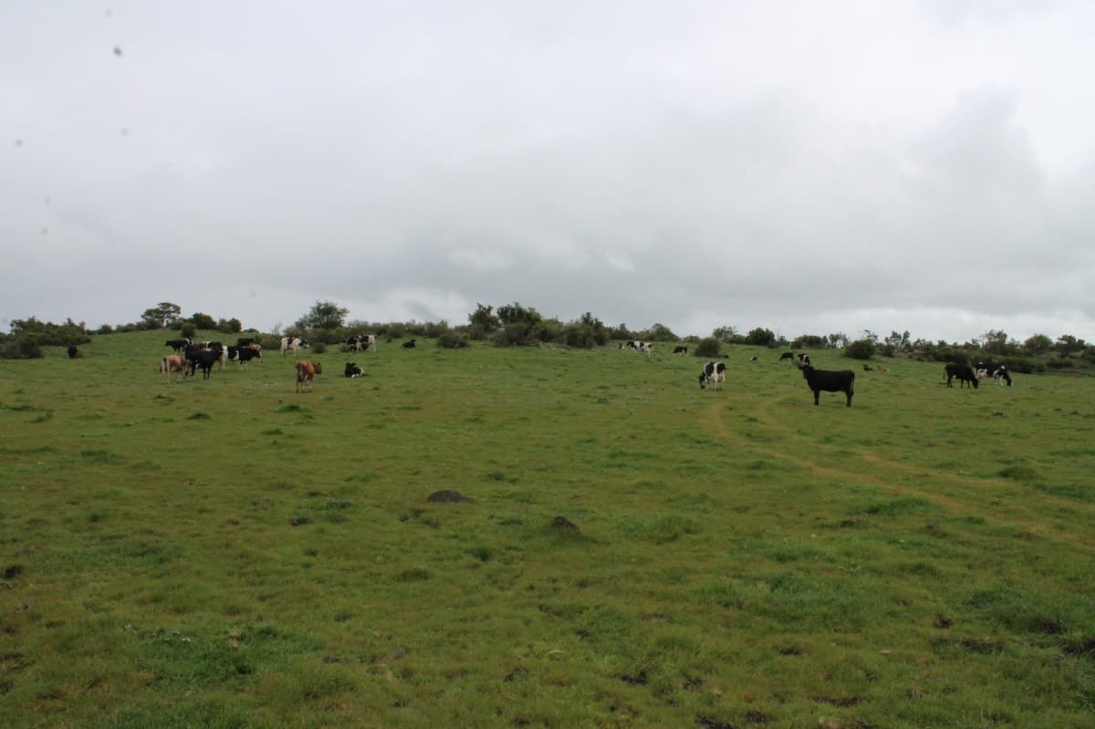 25 Beeac-Dreeite Road, Beeac, VIC, Beeac - Thumbnail 4