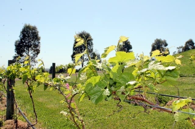495 Murroon Road, Pennyroyal, VIC, Pennyroyal - Thumbnail 3