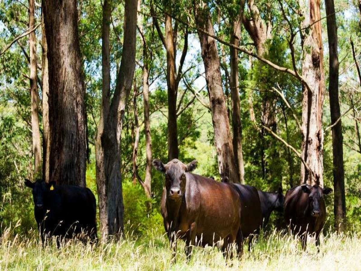5500 Great Ocean Road, Yuulong, VIC, Yuulong - Thumbnail 2