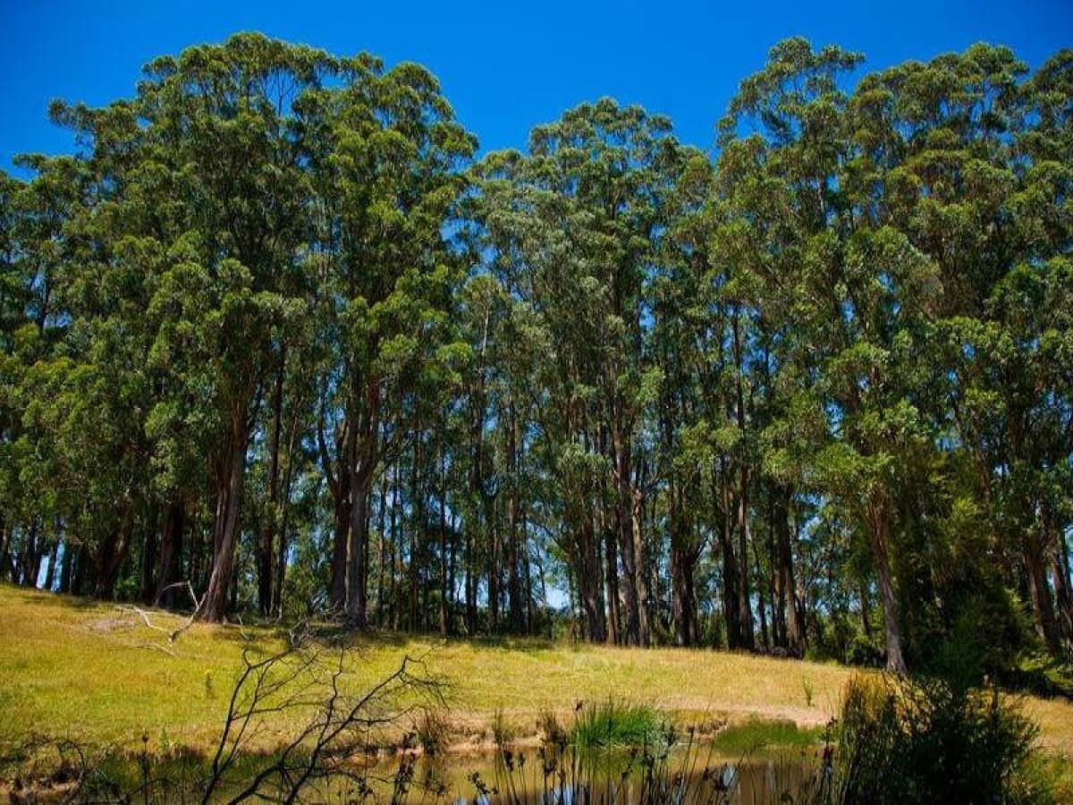 5500 Great Ocean Road, Yuulong, VIC, Yuulong - Thumbnail 5