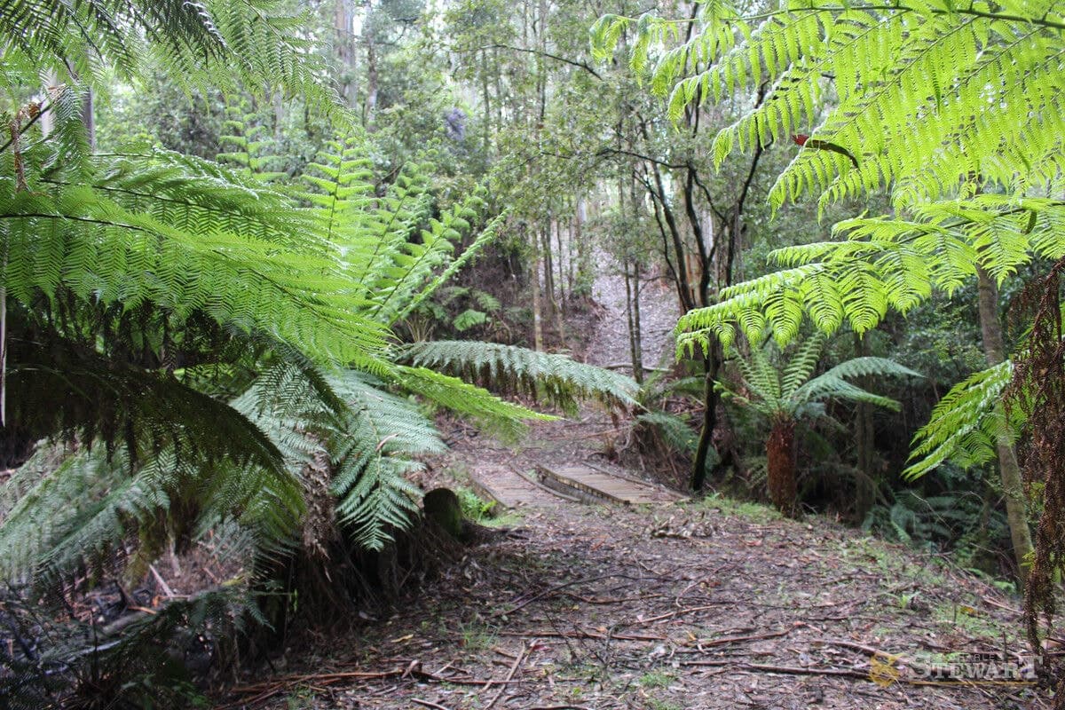 574 Apollo Bay-Forrest Road, Barramunga, VIC, Barramunga - Thumbnail 2