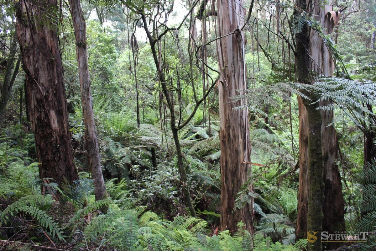 574 Apollo Bay-Forrest Road, Barramunga, VIC, Barramunga - Thumbnail 3