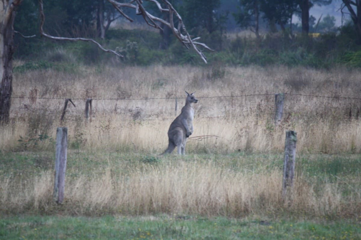 385 Wilsons Road, Barongarook, VIC, Barongarook - Thumbnail 8