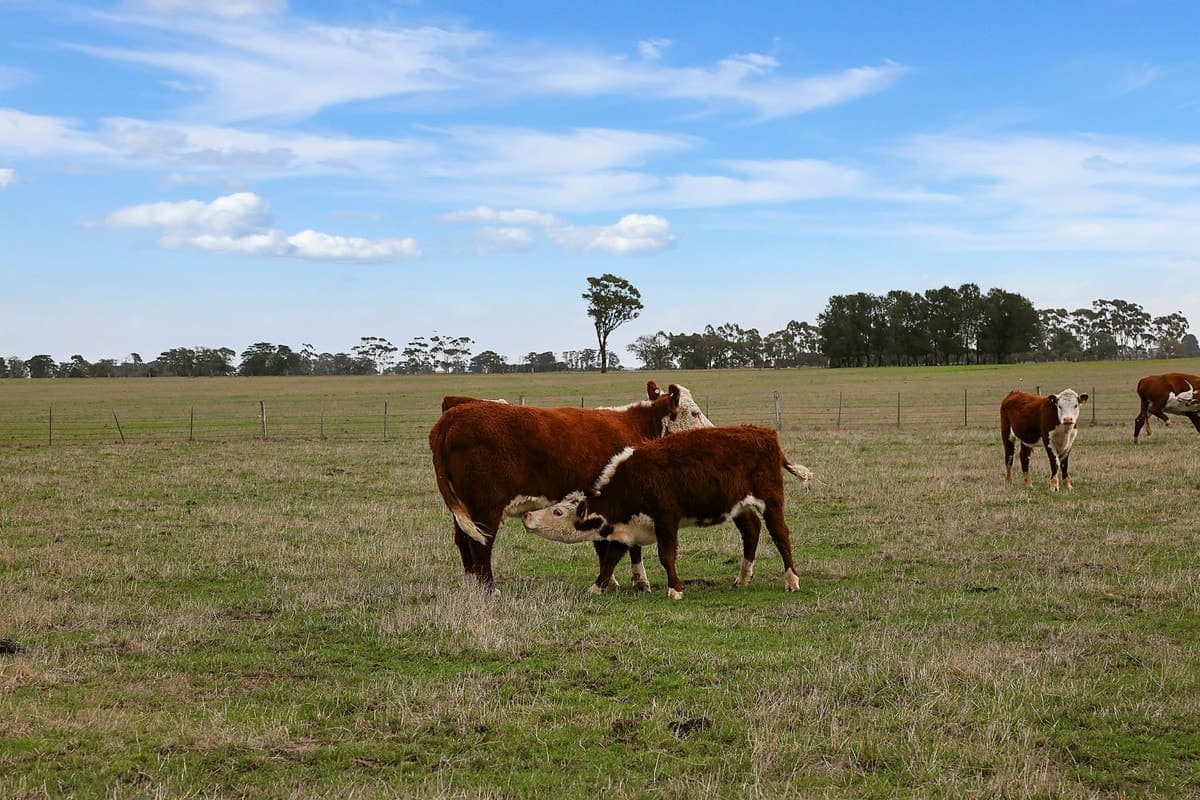 175 Bourkes Road, Warncoort, VIC, Warncoort - Thumbnail 2