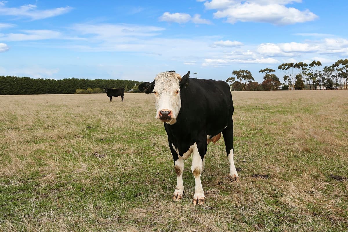 175 Bourkes Road, Warncoort, VIC, Warncoort - Thumbnail 4
