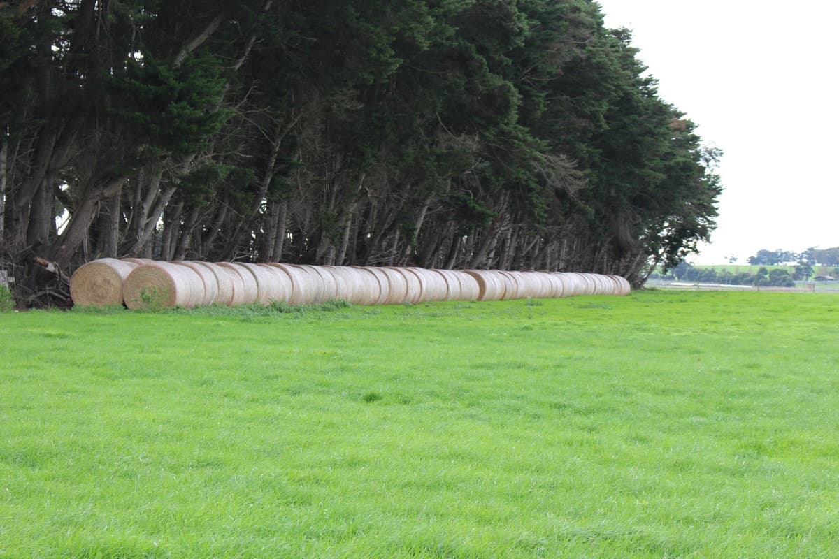 1110 Larpent Road, Larpent, VIC, Larpent - Thumbnail 4
