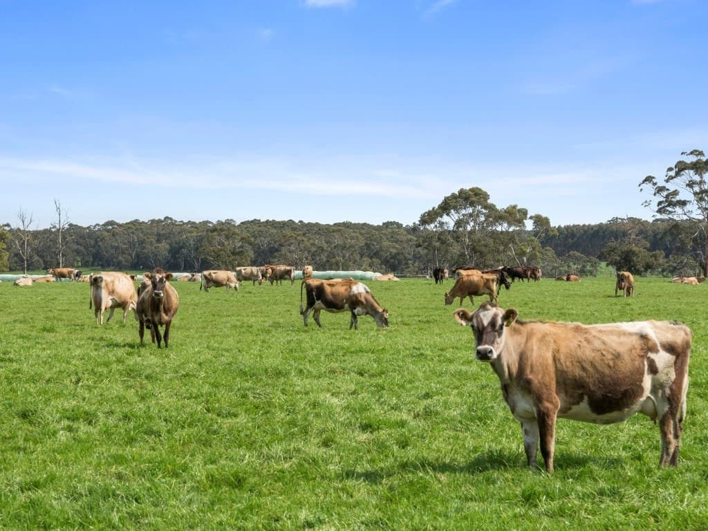 101 Jancourt Forest Road, Carpendeit, VIC, Carpendeit - Thumbnail 2