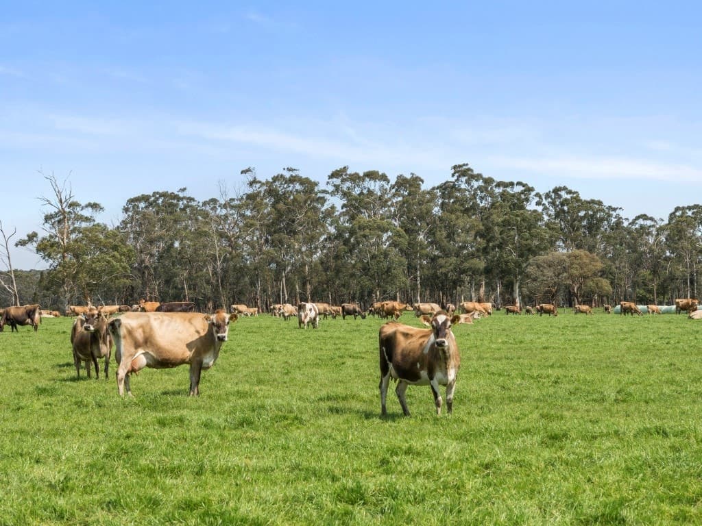 101 Jancourt Forest Road, Carpendeit, VIC, Carpendeit - Thumbnail 5