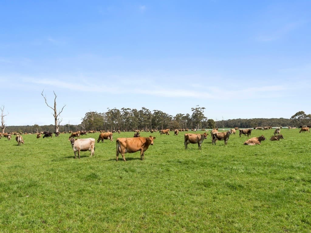 101 Jancourt Forest Road, Carpendeit, VIC, Carpendeit - Thumbnail 8