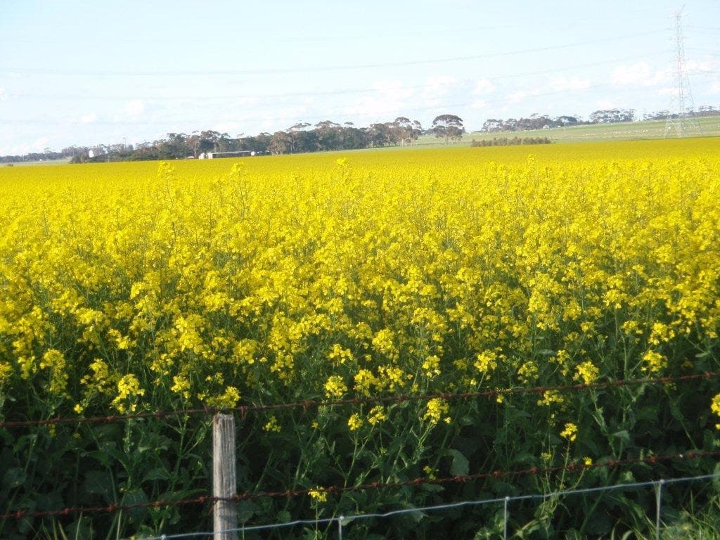3335 Foxhow-Berrybank Road, Berrybank, VIC, Berrybank - Image 1
