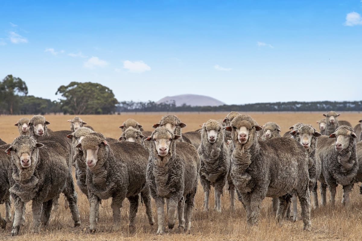 3335 Foxhow-Berrybank Road, Berrybank, VIC, Berrybank - Thumbnail 4