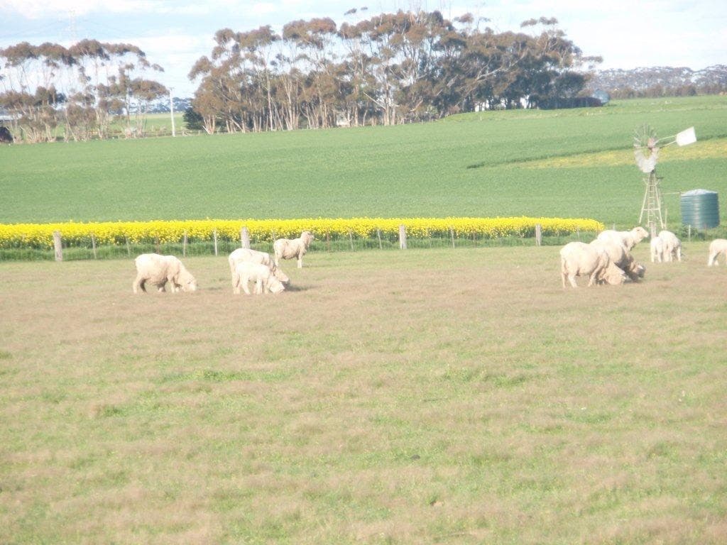 3335 Foxhow-Berrybank Road, Berrybank, VIC, Berrybank - Thumbnail 5