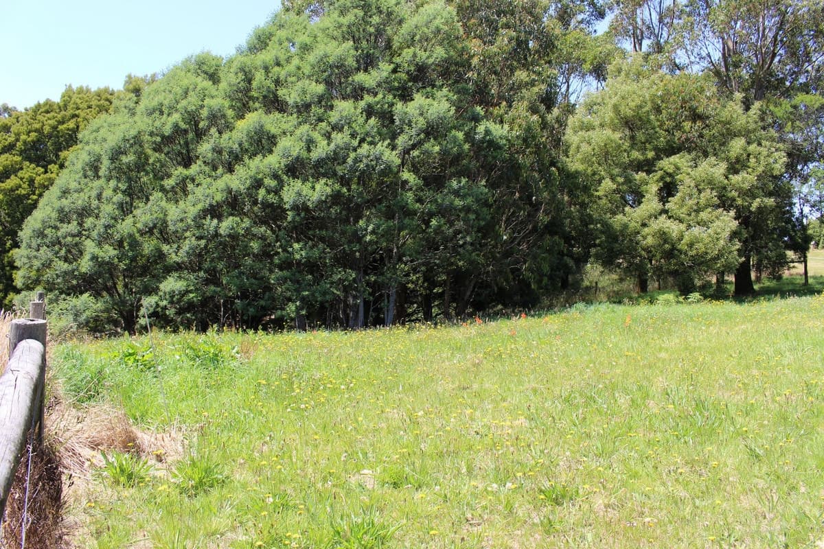 2 Buchanan Street, Beech Forest, VIC, Beech Forest - Thumbnail 4