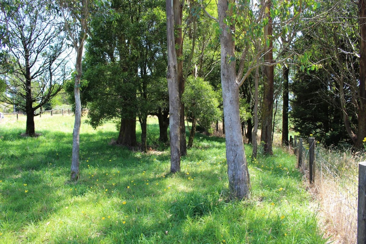 2 Buchanan Street, Beech Forest, VIC, Beech Forest - Thumbnail 8