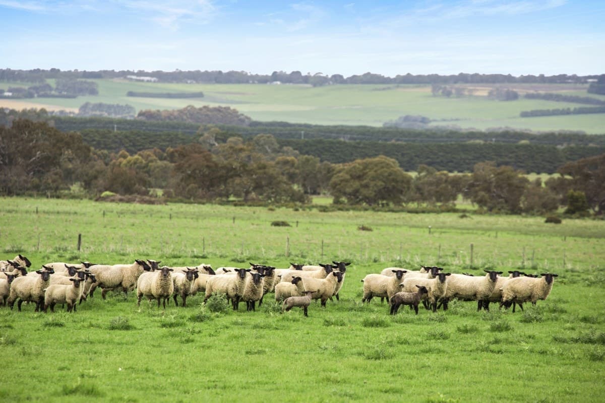 675 Ingleby Road, Winchelsea, VIC, Winchelsea - Thumbnail 3