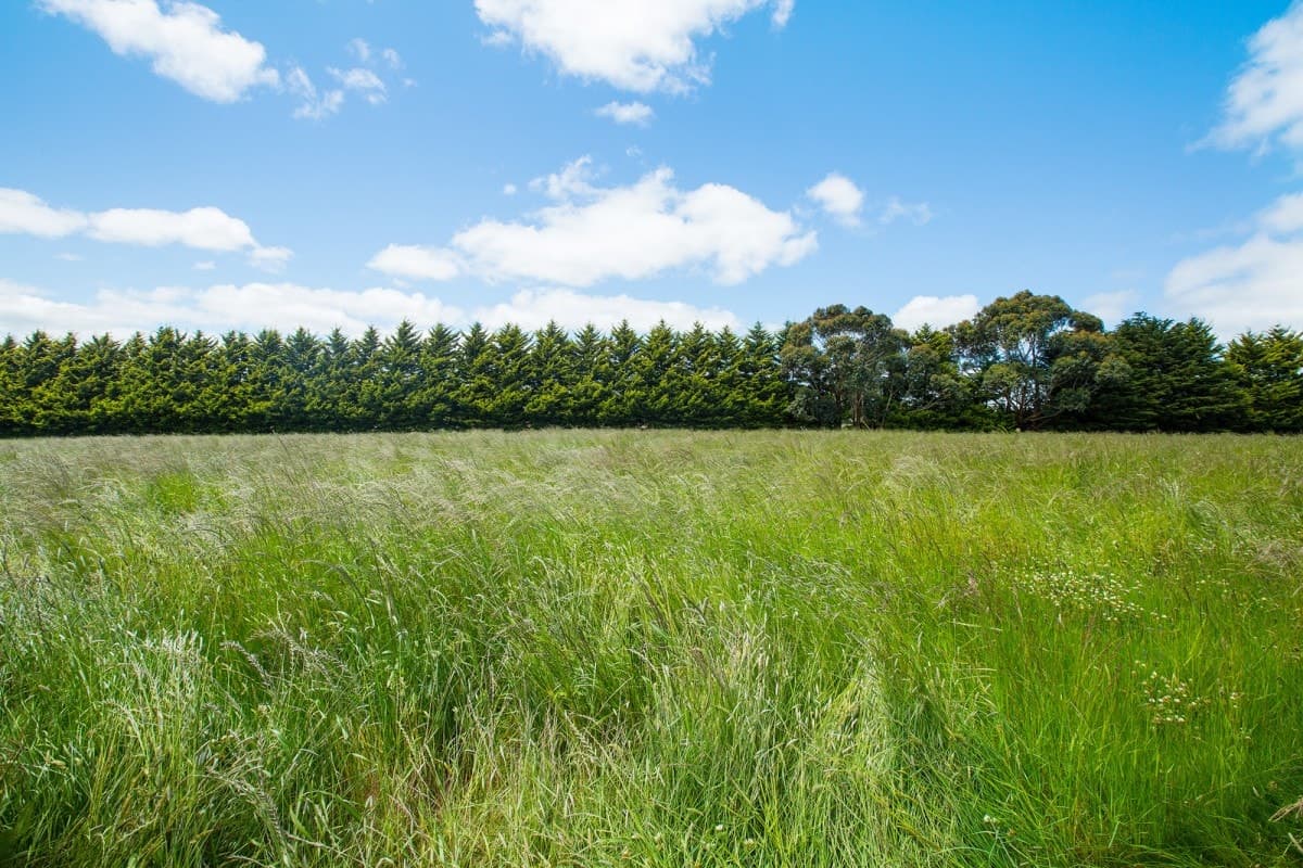 1140 Curdies-Leichfield Road, Cobrico, VIC, Cobrico - Thumbnail 4