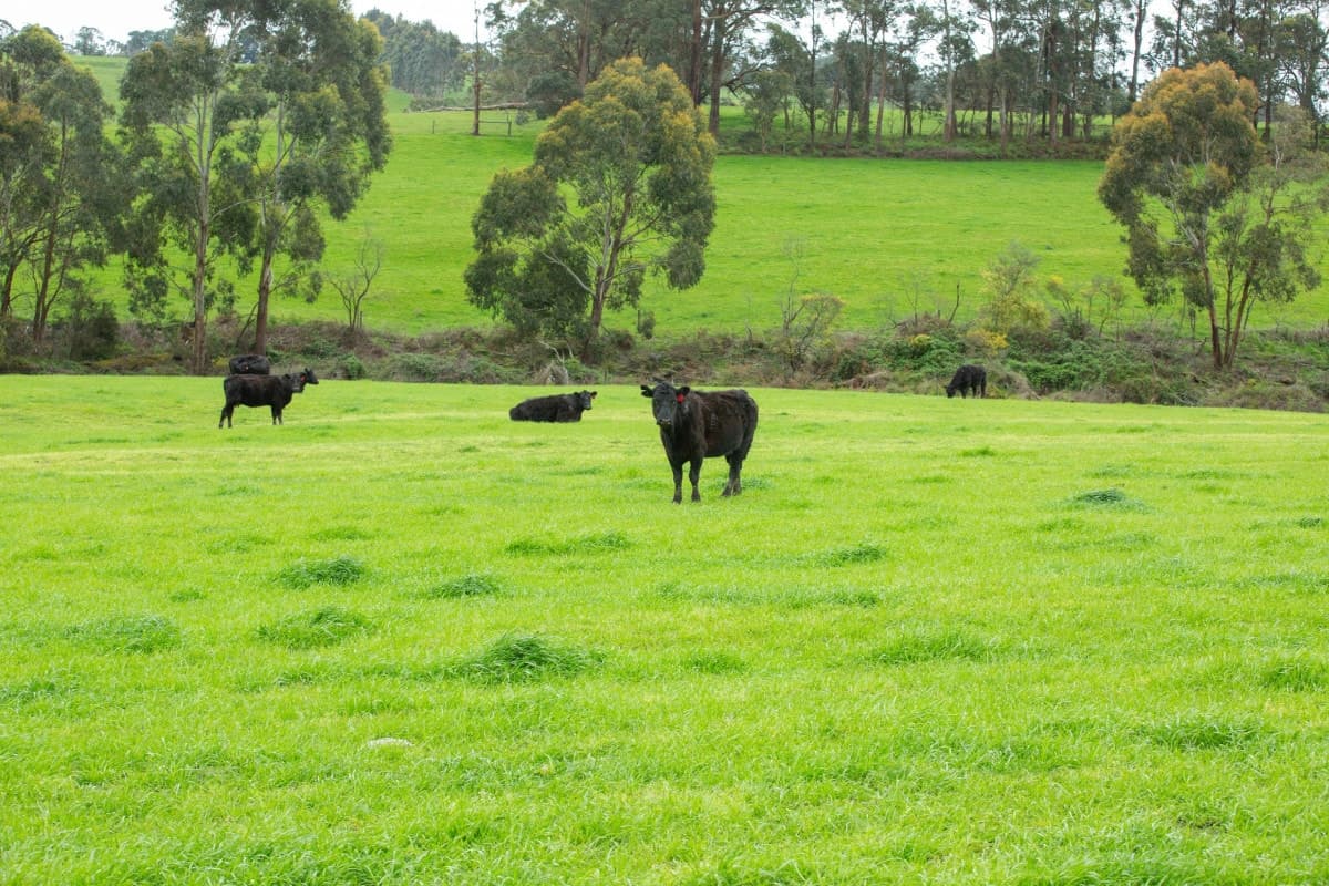 860 Colac - Lavers Hill Road, Barongarook West, VIC, Barongarook West - Thumbnail 4