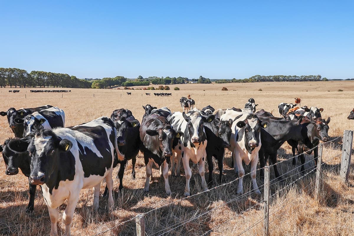 8012 Princes Highway, Garvoc, VIC, Garvoc - Thumbnail 3