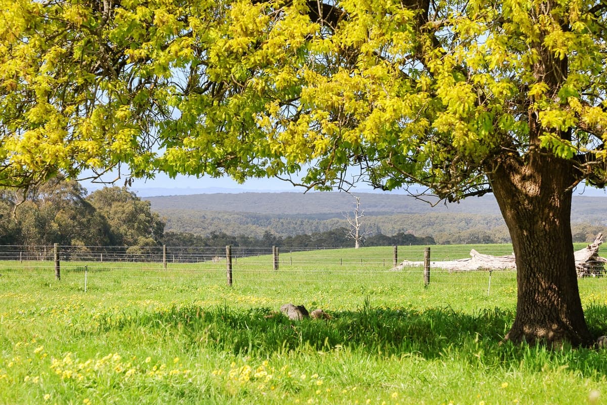 125 Rankins Road, Irrewillipe, VIC, Irrewillipe - Thumbnail 4