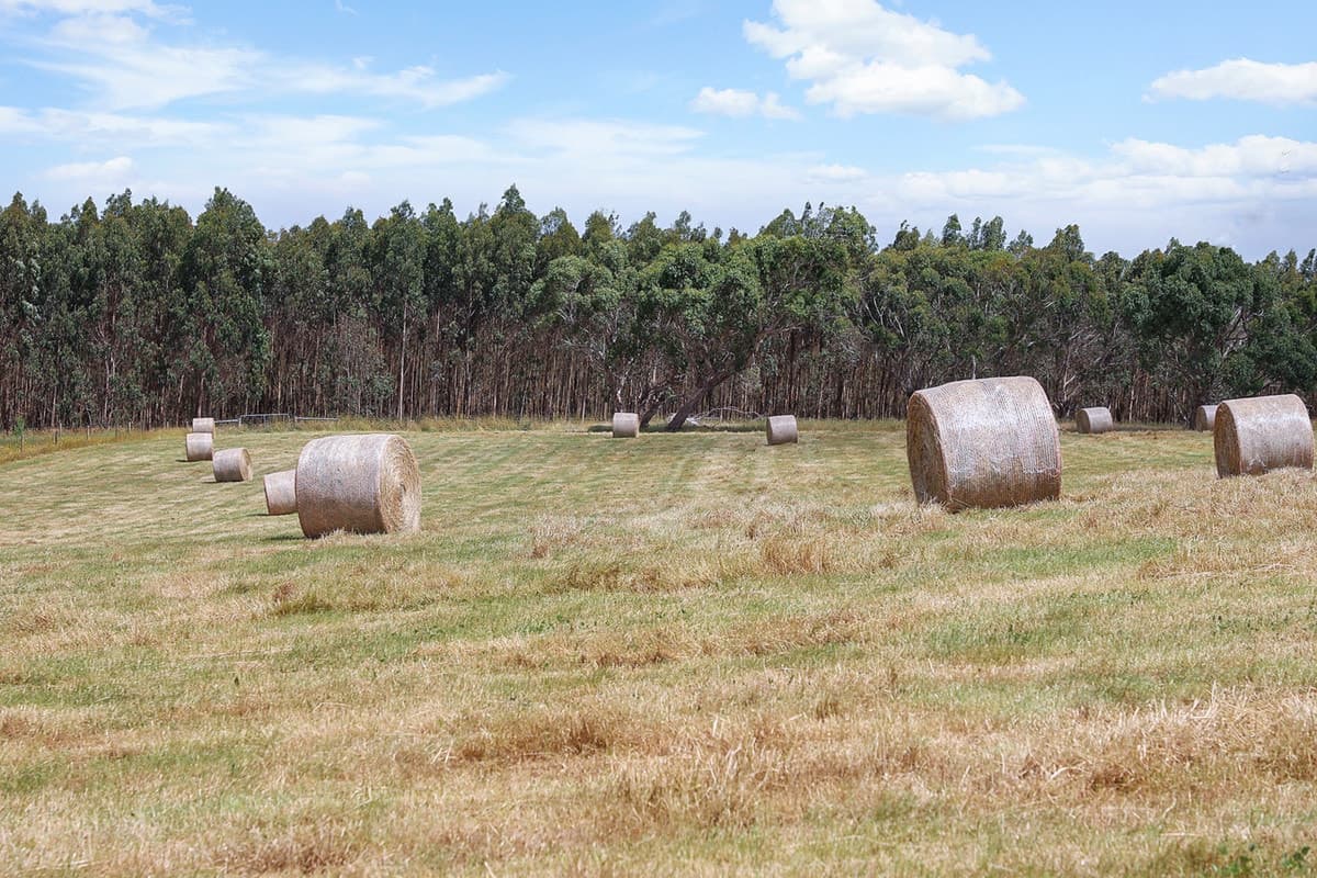 Guys Road, Cooriemungle, VIC, Cooriemungle - Thumbnail 6