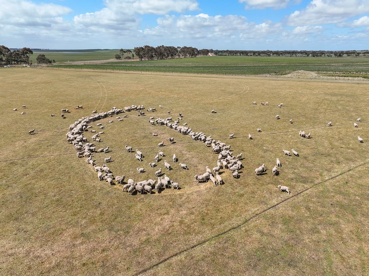 Foxhow-Cressy Road, Duverney, VIC, Duverney - Thumbnail 2