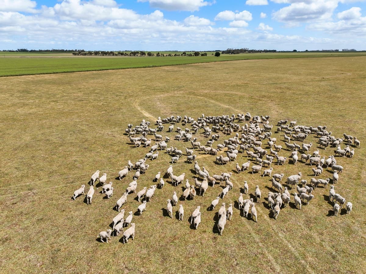 Foxhow-Cressy Road, Duverney, VIC, Duverney - Thumbnail 3