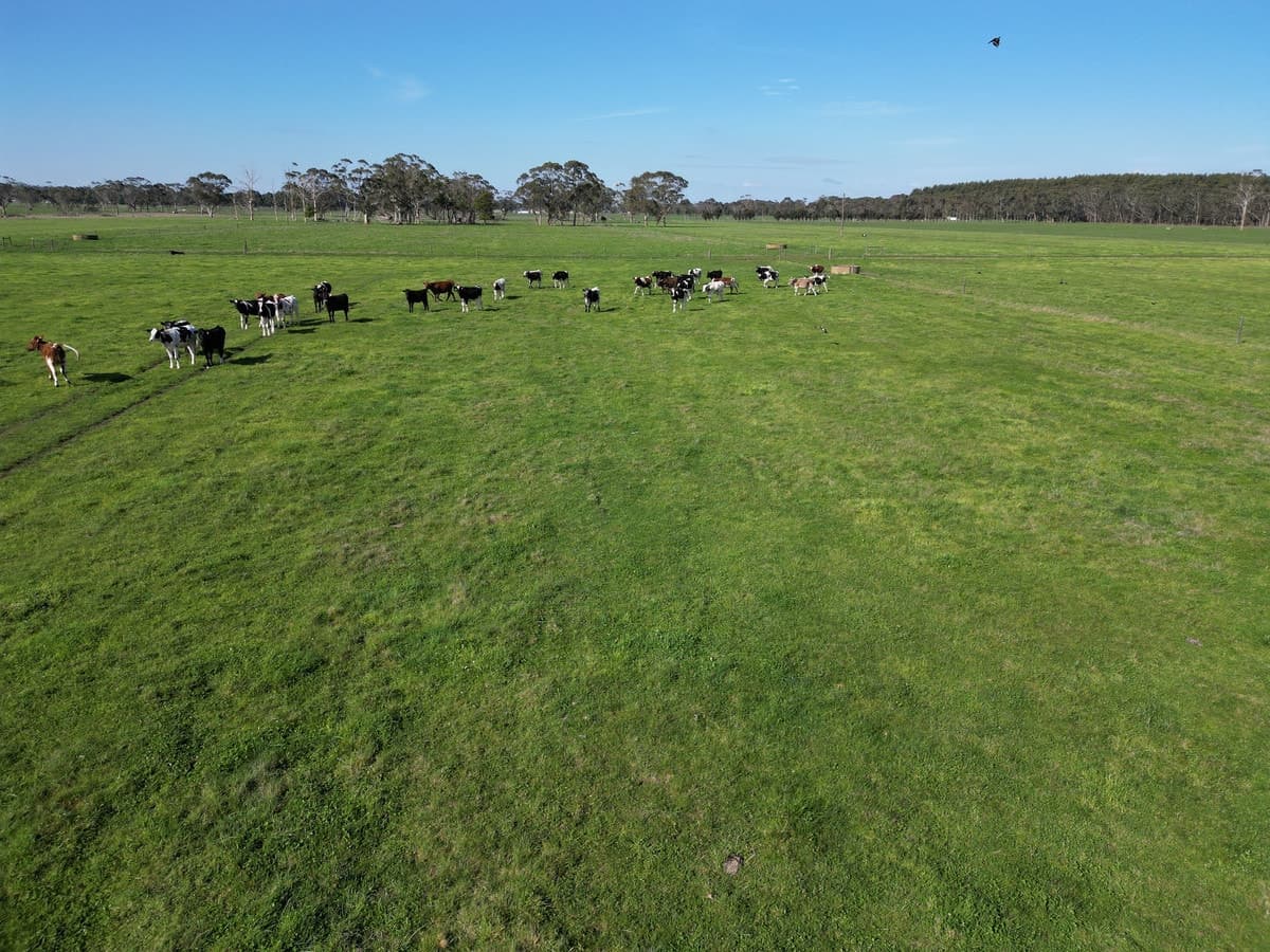 Horans Road, Carpendeit, VIC, Carpendeit - Thumbnail 3