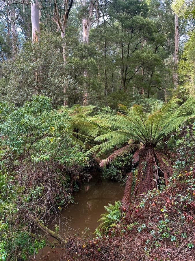 30 Carlisle Valley Road, Carlisle River, VIC, Carlisle River - Thumbnail 4