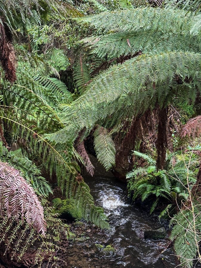 30 Carlisle Valley Road, Carlisle River, VIC, Carlisle River - Thumbnail 6