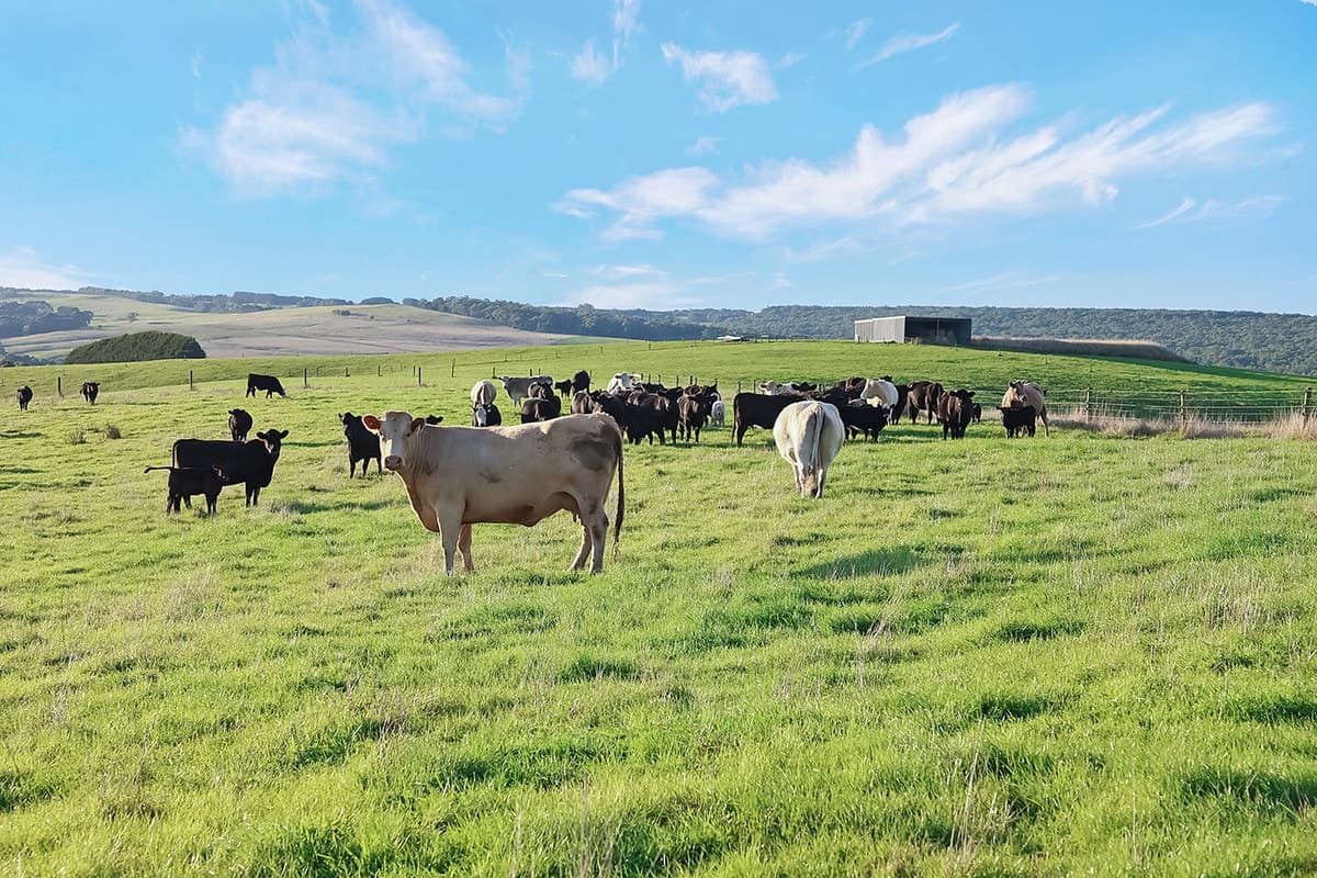 3119 Lavers Hill-Cobden Road, Simpson, VIC, Simpson - Thumbnail 6