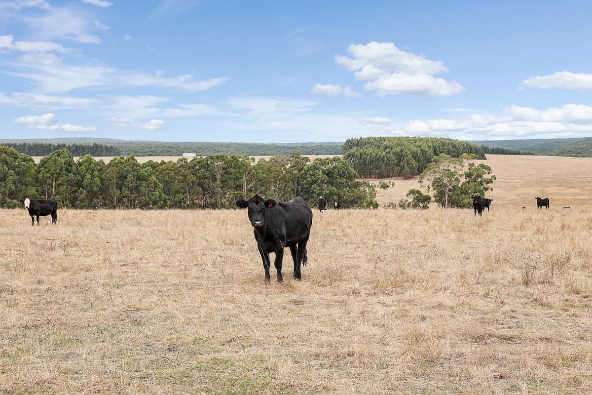 Flannagans Road, Irrewillipe East, VIC, Irrewillipe East - Thumbnail 4