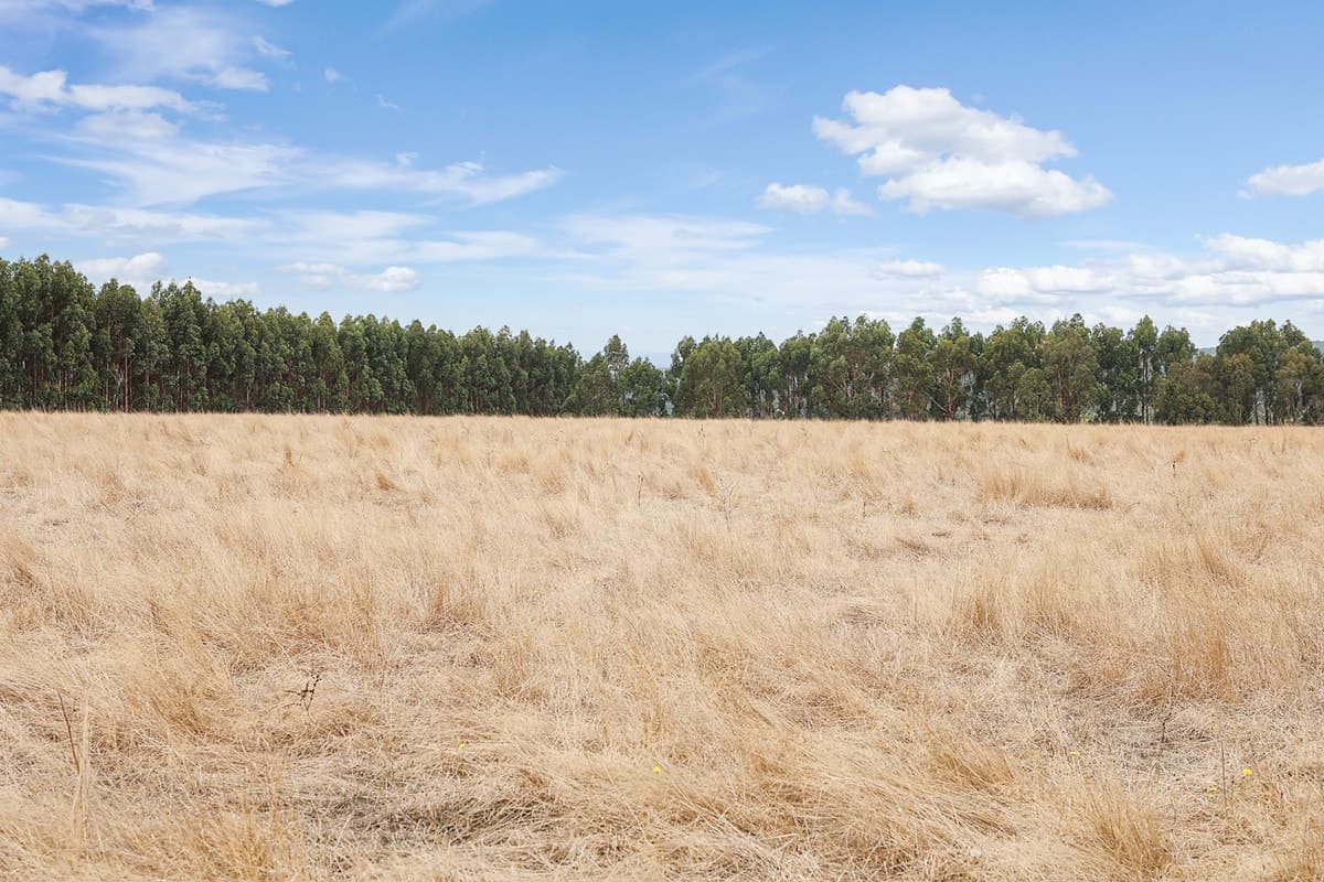 Flannagans Road, Irrewillipe East, VIC, Irrewillipe East - Thumbnail 5