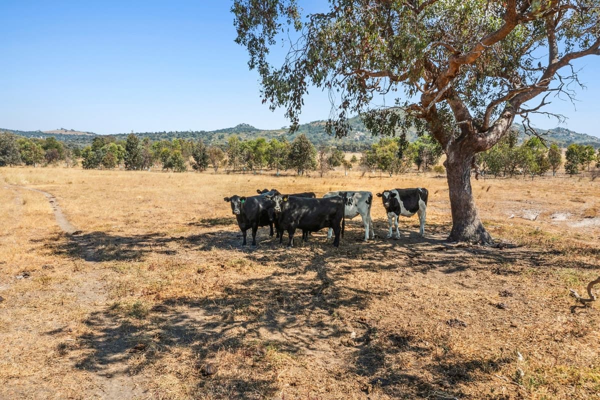 65 Gifkins Road,, Little River, VIC, Little River - Thumbnail 5