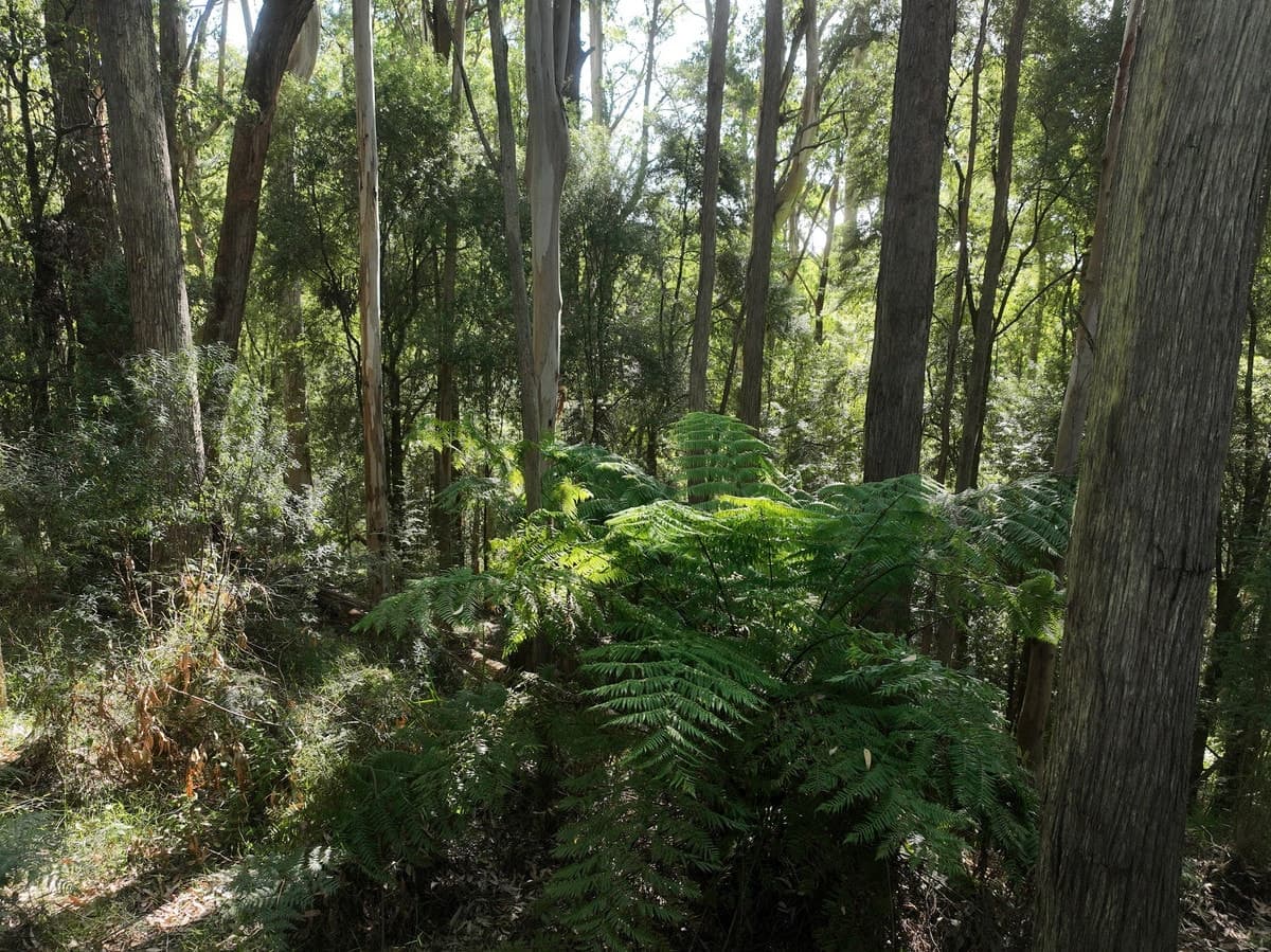 3550 Colac Lavers Hill Road,, Ferguson, VIC, Ferguson - Thumbnail 4