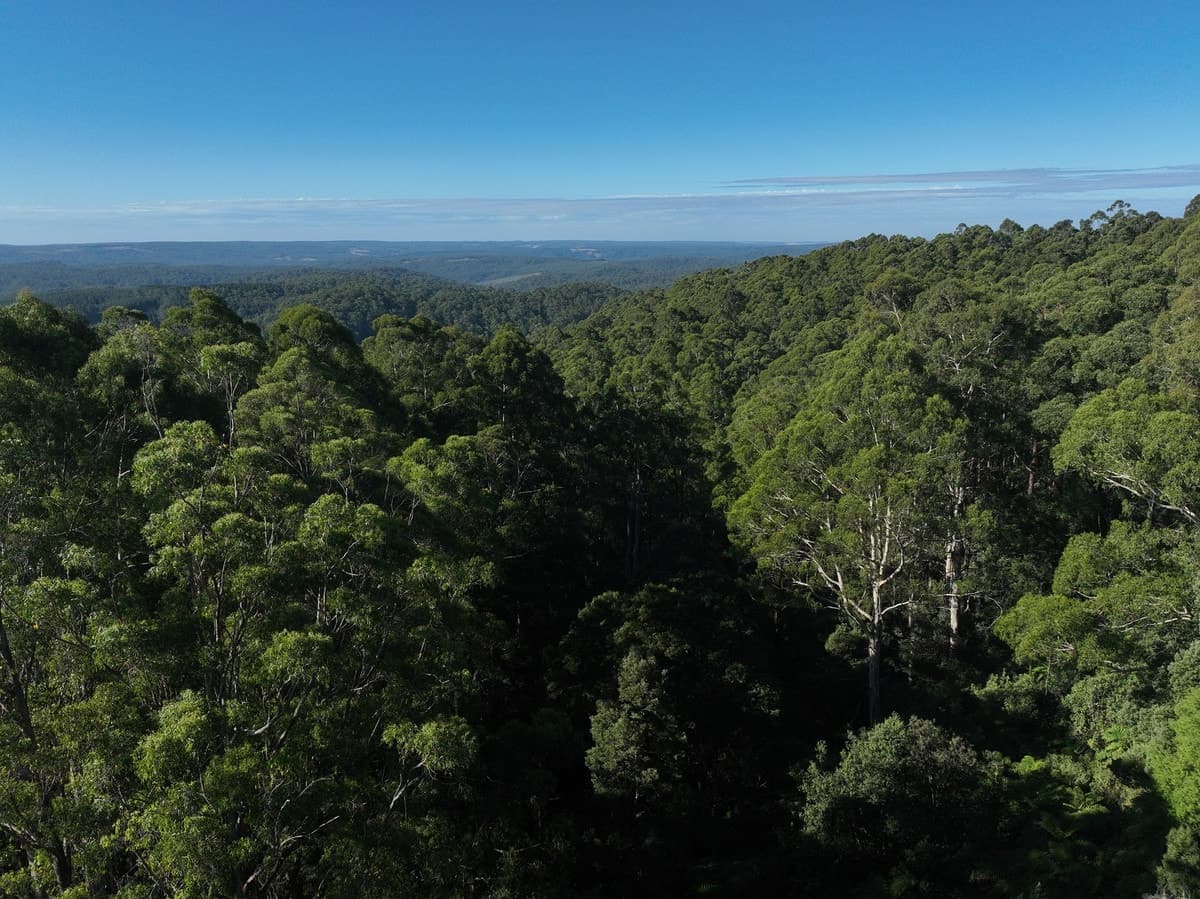 3550 Colac Lavers Hill Road,, Ferguson, VIC, Ferguson - Thumbnail 8