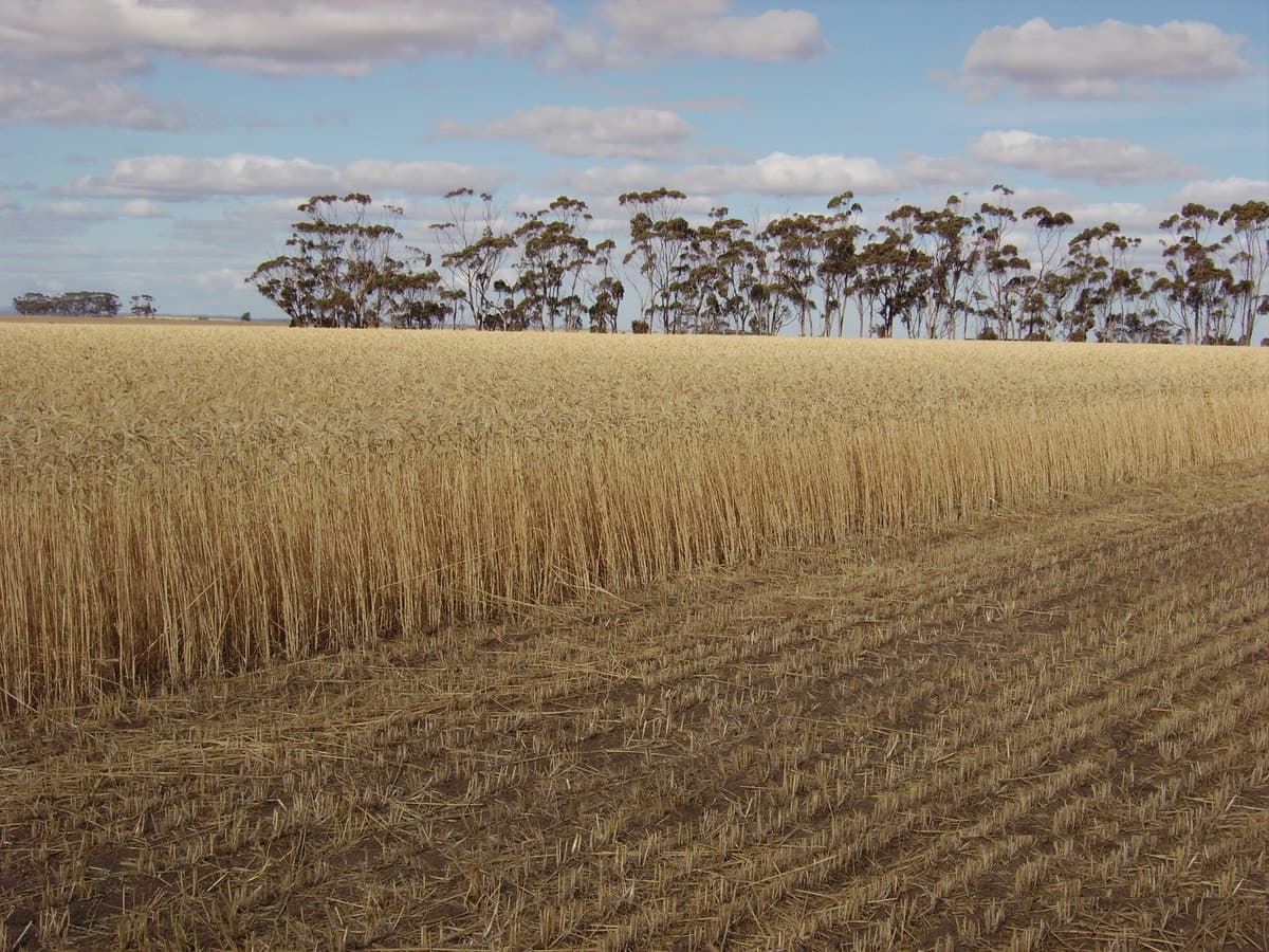 305 Berrybank-Wallinduc Road, Berrybank, VIC, Berrybank - Thumbnail 3