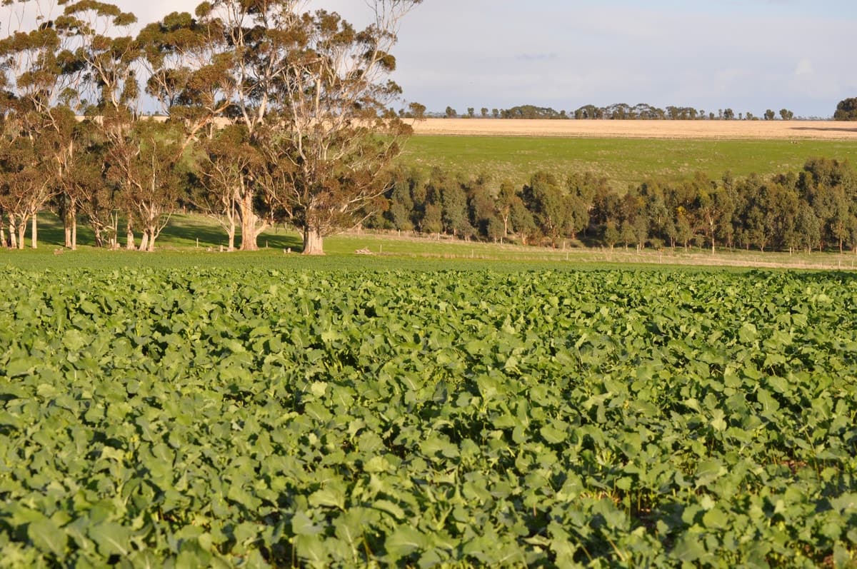305 Berrybank-Wallinduc Road, Berrybank, VIC, Berrybank - Thumbnail 6