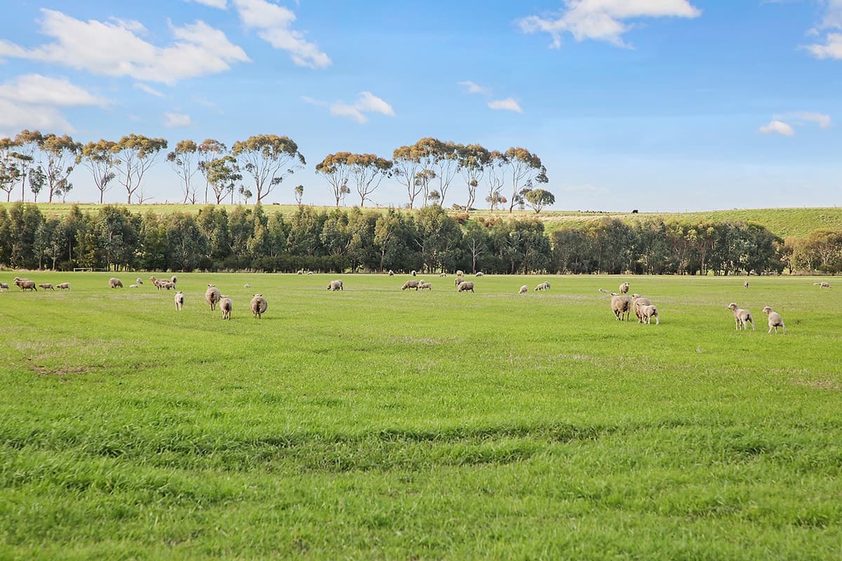 185 Conns Lane, Birregurra, VIC, Birregurra - Thumbnail 5