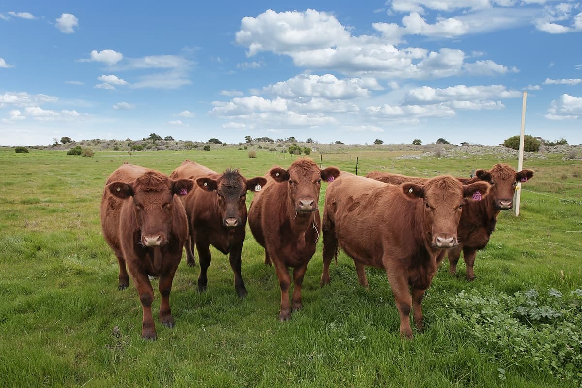2450 Corangamite Lake Road, Dreeite, VIC, Dreeite - Thumbnail 5