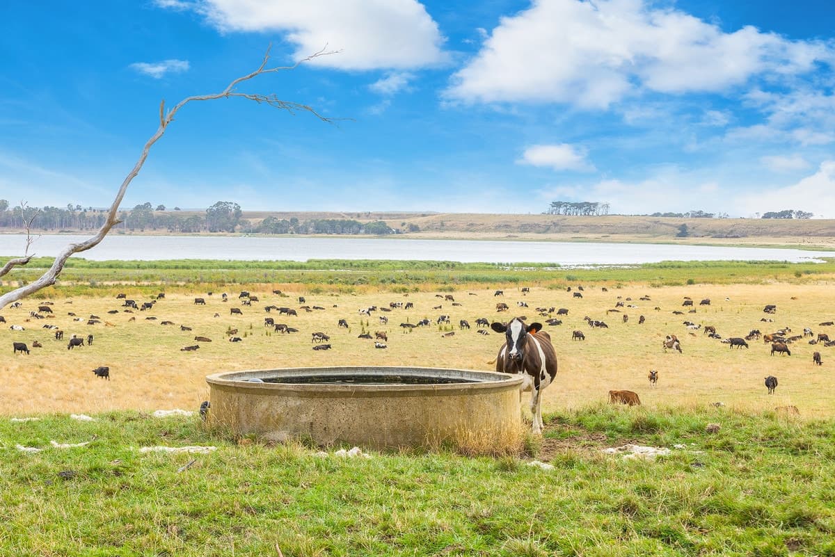 143 Elliotts Road, Elingamite, VIC, Elingamite - Thumbnail 2